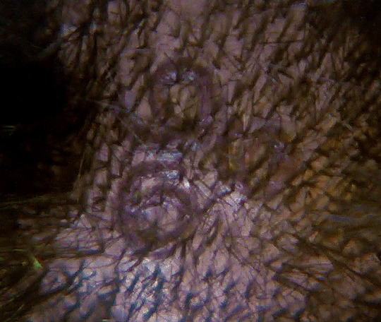 மிருகசீரிஷ நட்சத்திர வடிவம்